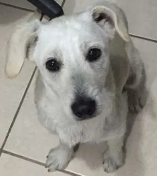 Cachorro ra a SRD idade 1 ano nome Coragem, 11 meses