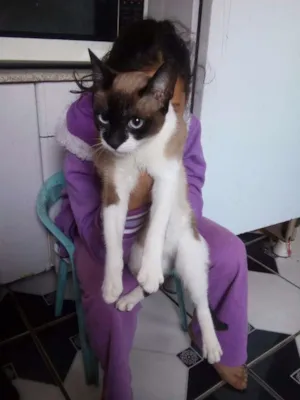 Gato raça  idade 7 a 11 meses nome Mel