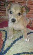 zimba