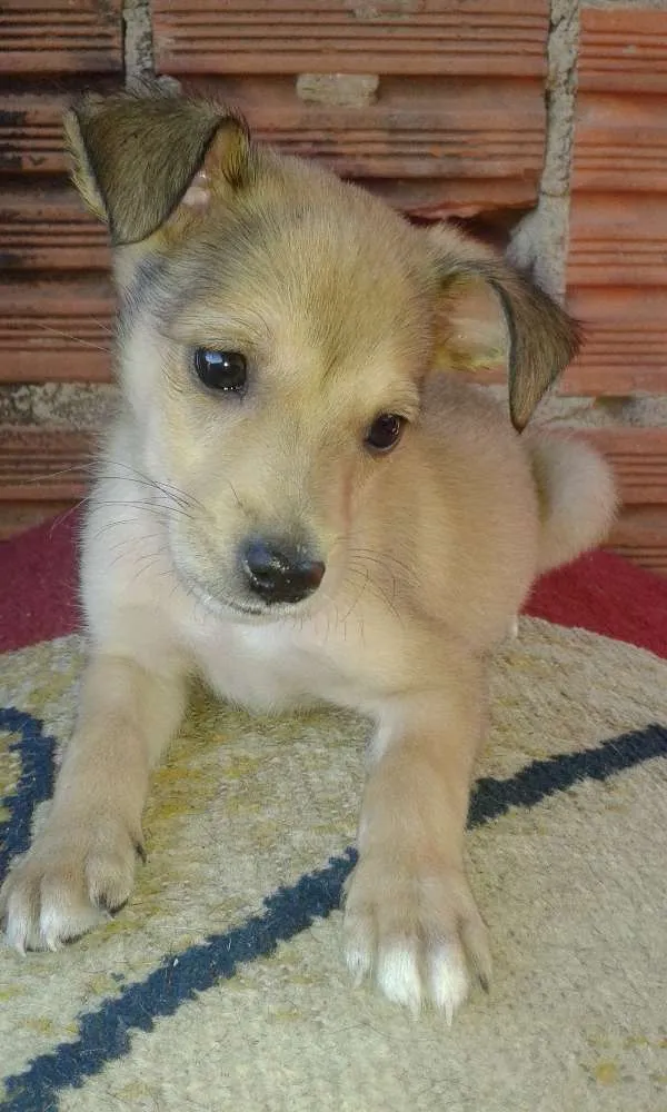 Cachorro ra a viralata lindo idade 2 a 6 meses nome zimba