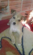 zimba