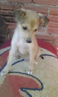 zimba