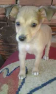 zimba