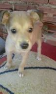zimba