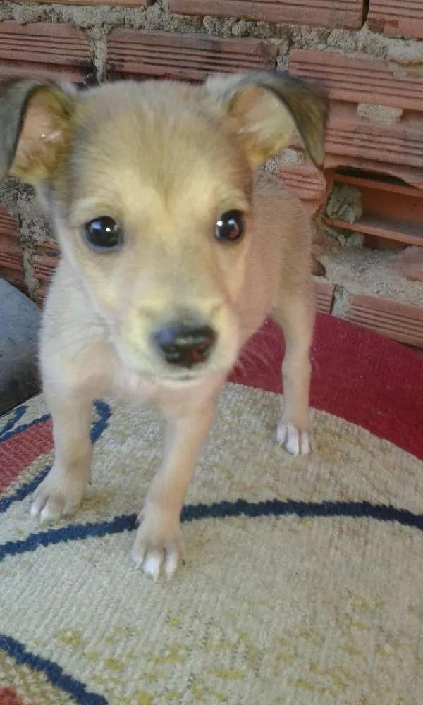 Cachorro ra a viralata lindo idade 2 a 6 meses nome zimba