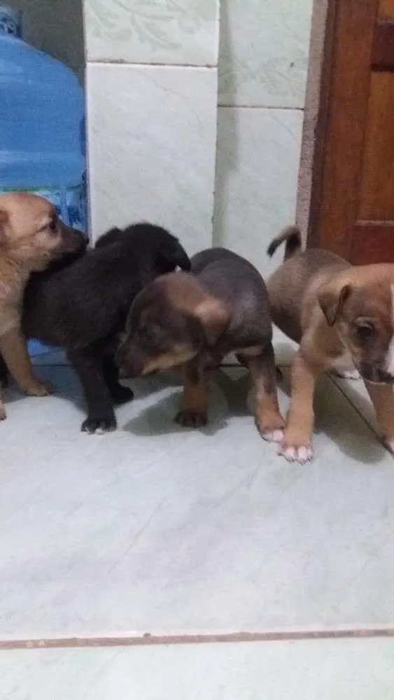 Cachorro ra a Não definida idade Abaixo de 2 meses nome Filhote
