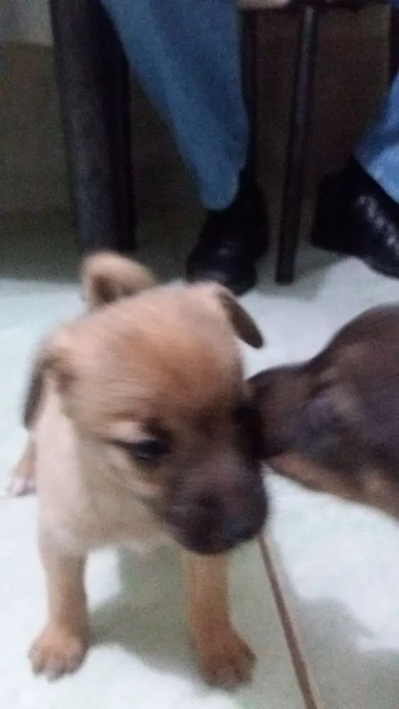 Cachorro ra a Não definida idade Abaixo de 2 meses nome Filhote