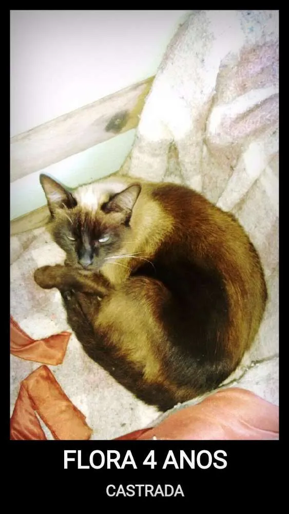 Gato ra a ciames idade 2 anos nome Flora