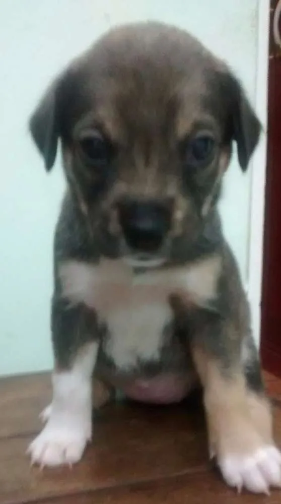 Cachorro ra a Vira lata idade Abaixo de 2 meses nome Sem nome