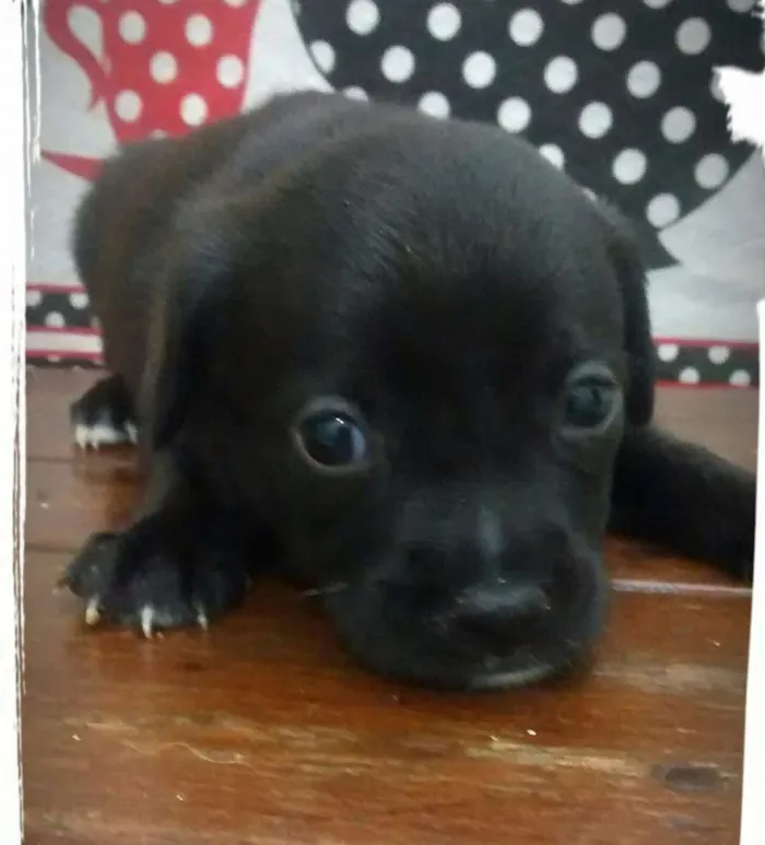 Cachorro ra a Vira lata idade Abaixo de 2 meses nome Sem nome