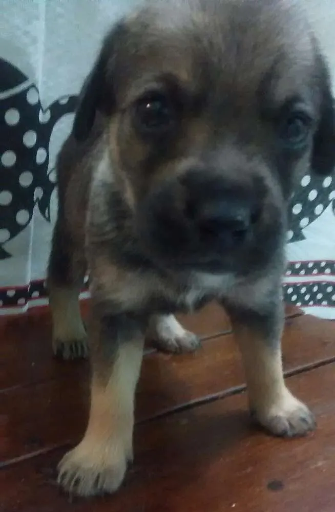 Cachorro ra a Vira lata idade Abaixo de 2 meses nome Sem nome