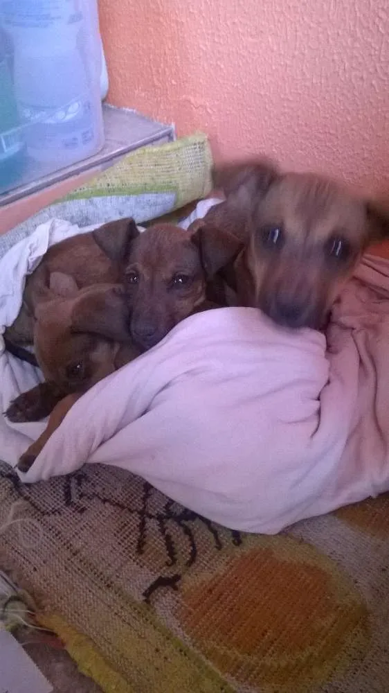 Cachorro ra a SR idade Abaixo de 2 meses nome pandora,pitoco,miti