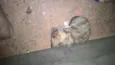 Fantasma