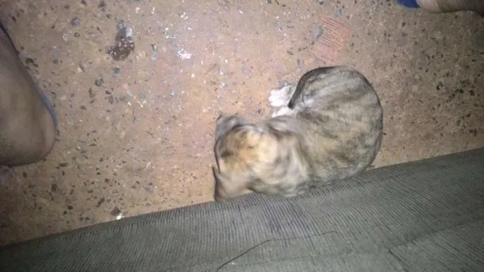 Cachorro ra a Fila brasileiro idade Abaixo de 2 meses nome Fantasma