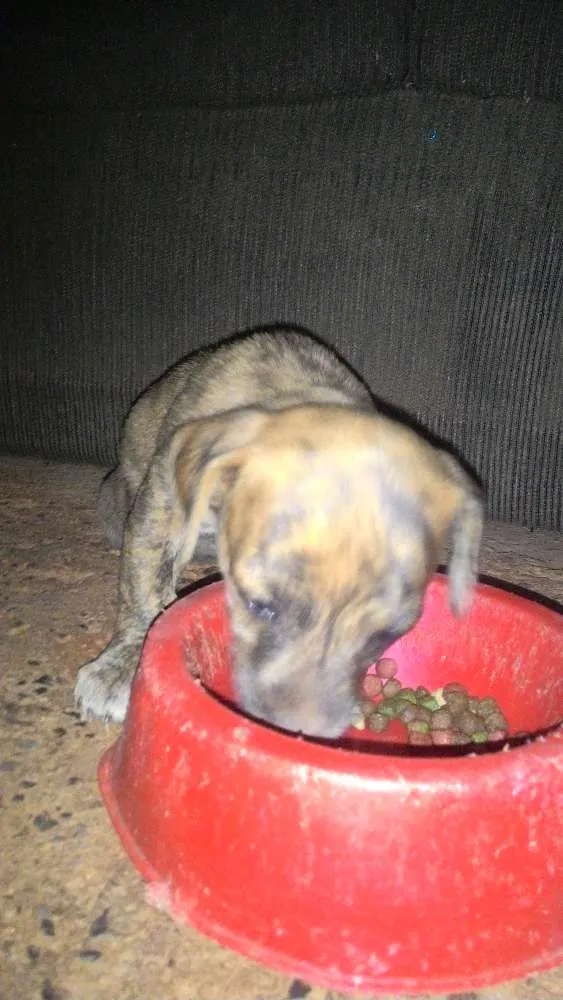 Cachorro ra a Fila brasileiro idade Abaixo de 2 meses nome Fantasma