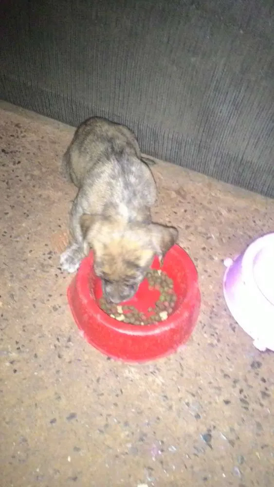 Cachorro ra a Fila brasileiro idade Abaixo de 2 meses nome Fantasma