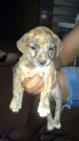 Fantasma