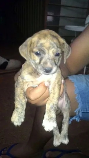 Cachorro raça Fila brasileiro idade Abaixo de 2 meses nome Fantasma