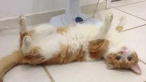 Gato raça Vira lata  idade 1 ano nome Dobby 