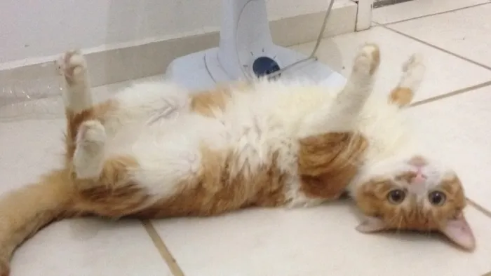 Gato ra a Vira lata  idade 1 ano nome Dobby 