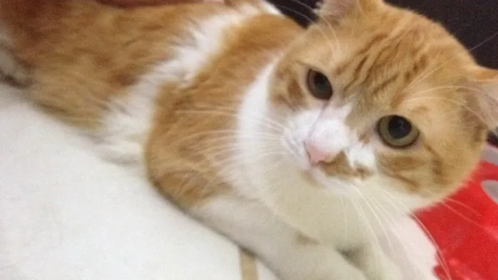 Gato ra a Vira lata  idade 1 ano nome Dobby 