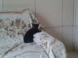 NAO TEM