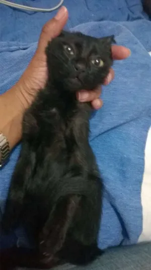Gato raça SRD idade 2 a 6 meses nome blackout