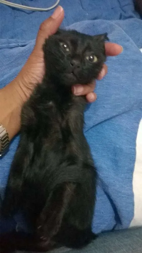 Gato ra a SRD idade 2 a 6 meses nome blackout
