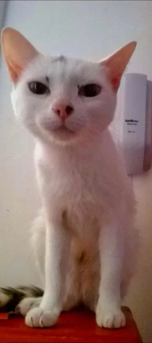 Gato raça SRD idade 2 anos nome Blanca