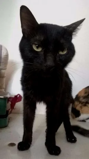 Gato raça SRD idade 2 a 6 meses nome Pipoca