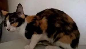 Gato raça SRD idade 3 anos nome Morgana