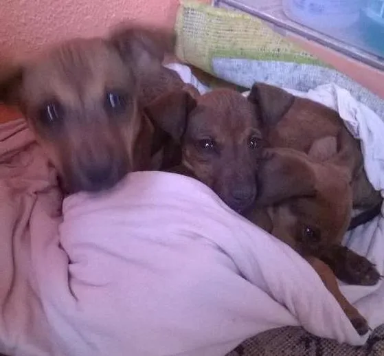 Cachorro ra a SR idade Abaixo de 2 meses nome pandora,pitoco,miti