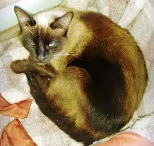 Gato ra a ciames idade 2 anos nome Flora