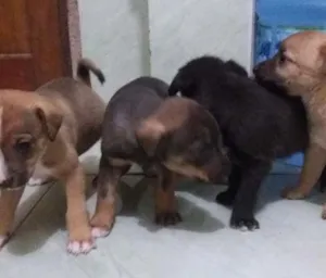 Cachorro raça Não definida idade Abaixo de 2 meses nome Filhote
