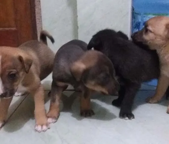 Cachorro ra a Não definida idade Abaixo de 2 meses nome Filhote