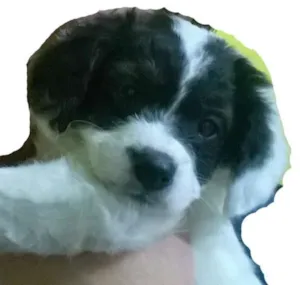 Cachorro raça idefinida idade 2 a 6 meses nome Cristal
