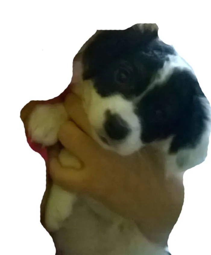 Cachorro ra a idefinida idade 2 a 6 meses nome Cristal