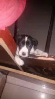 Fumaça 
