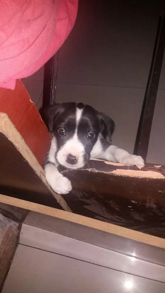 Cachorro raça Sem raça  idade Abaixo de 2 meses nome Fumaça 