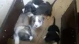 Fumaça 