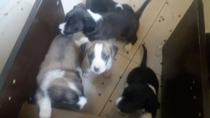 Cachorro raça Sem raça  idade Abaixo de 2 meses nome Fumaça 