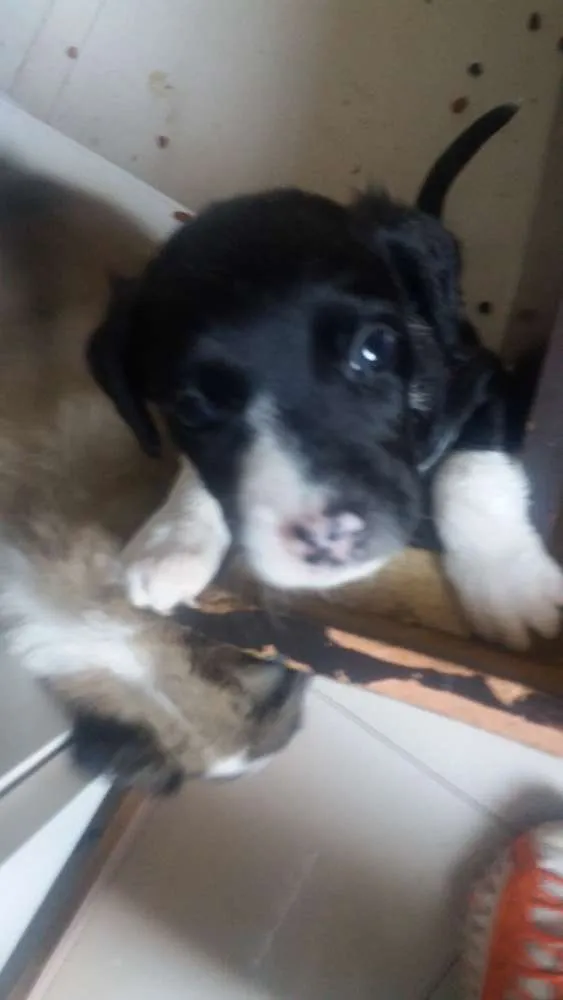 Cachorro raça Sem raça  idade Abaixo de 2 meses nome Fumaça 