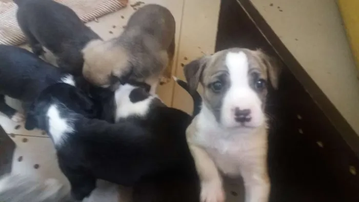 Cachorro raça Sem raça  idade Abaixo de 2 meses nome Fumaça 