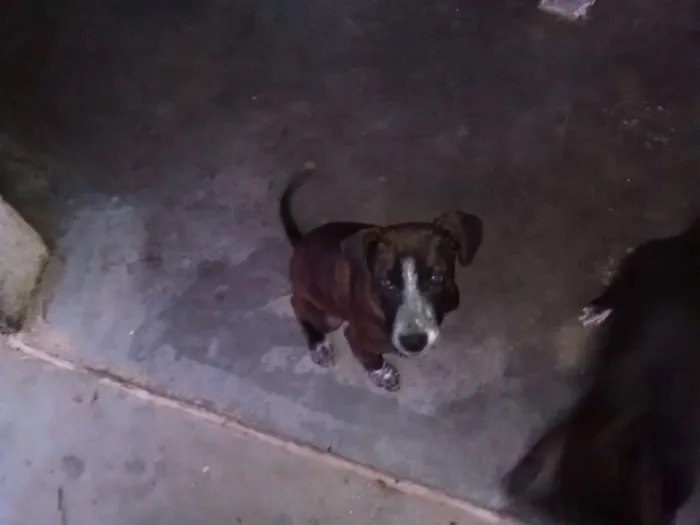 Cachorro ra a Vira Lata idade 2 a 6 meses nome Pituxa e Sasha