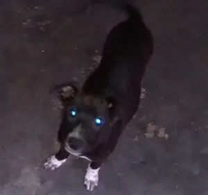 Cachorro raça Vira Lata idade 2 a 6 meses nome Pituxa e Sasha