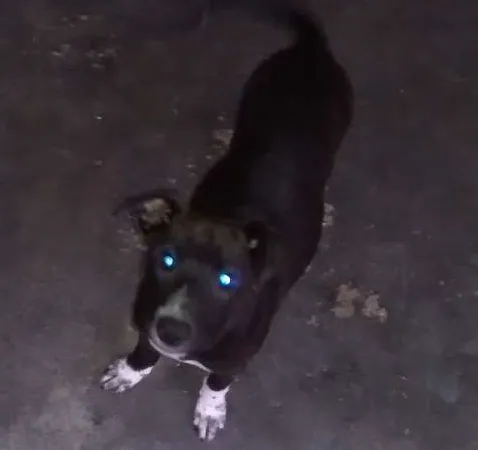 Cachorro ra a Vira Lata idade 2 a 6 meses nome Pituxa e Sasha