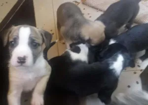 Cachorro raça Sem raça  idade Abaixo de 2 meses nome Fumaça 