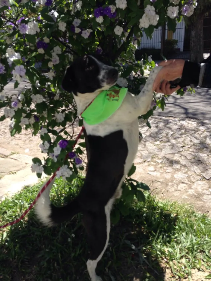 Cachorro ra a SRD idade 2 anos nome Menino 