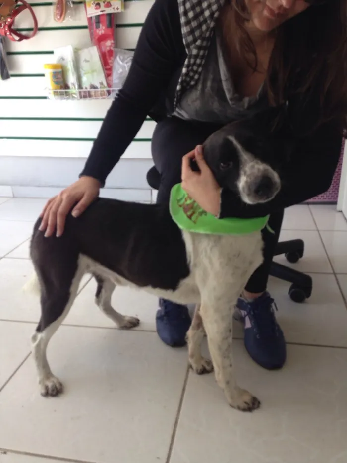 Cachorro ra a SRD idade 2 anos nome Menino 