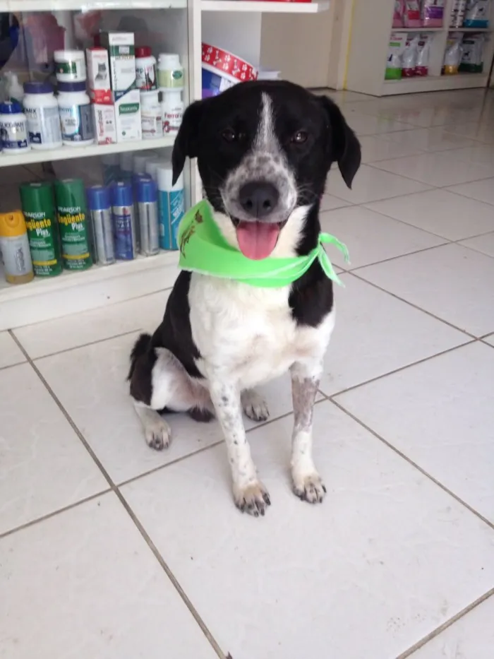 Cachorro ra a SRD idade 2 anos nome Menino 